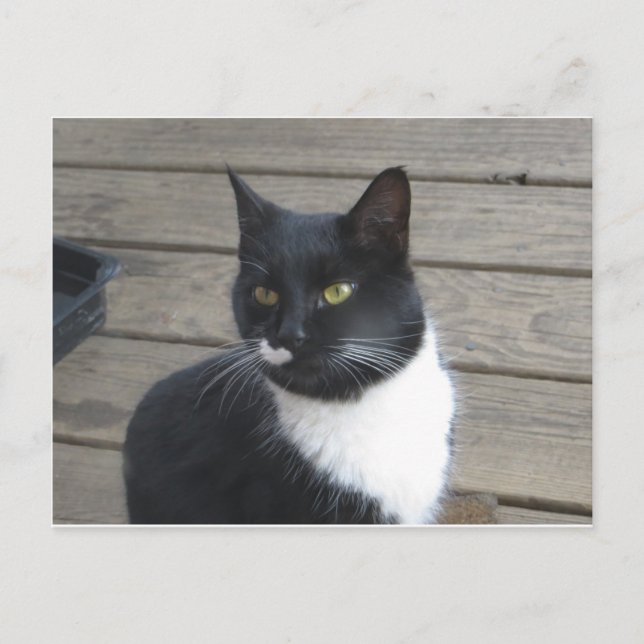 A Tuxedo Cat Postcard (Front)