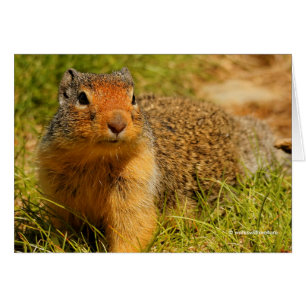 A Twitchy-Nosed Columbian Ground Squirrel