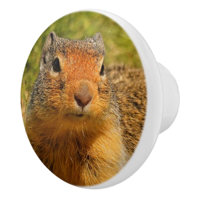 A Twitchy-Nosed Columbian Ground Squirrel Ceramic Knob (Right)