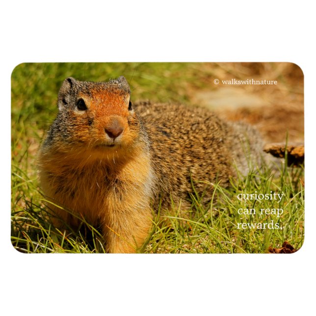 A Twitchy-Nosed Columbian Ground Squirrel Magnet (Horizontal)