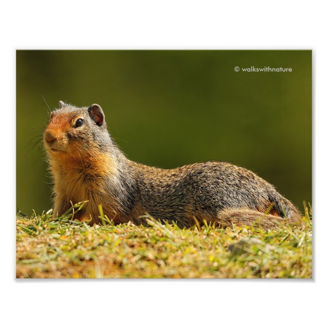 A Twitchy-Nosed Columbian Ground Squirrel Photo Print (Front)