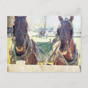 A Two Horse Amish Team Postcard