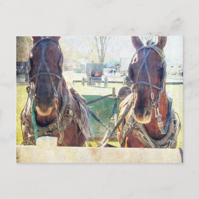 A Two Horse Amish Team Postcard (Front)