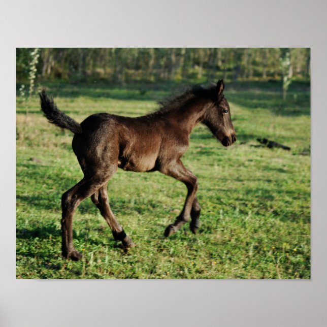 A two week old foals joy poster (Front)
