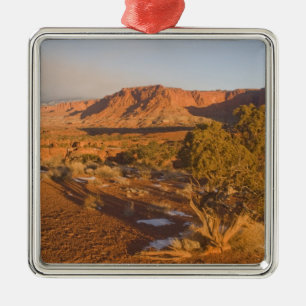 A Utah Juniper Juniperus osteosperma) tree in 2 Metal Tree Decoration