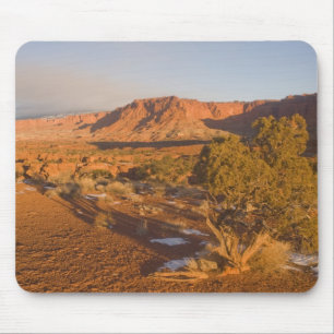 A Utah Juniper Juniperus osteosperma) tree in 2 Mouse Mat