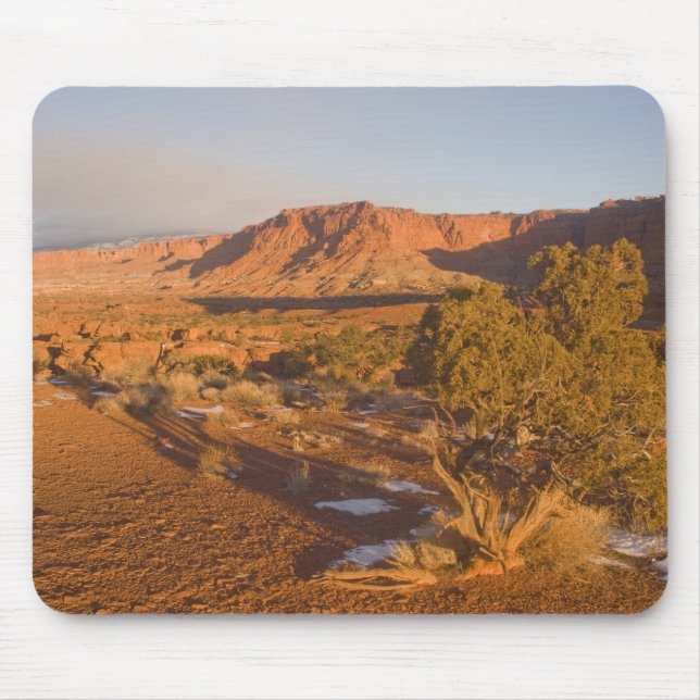 A Utah Juniper Juniperus osteosperma) tree in 2 Mouse Mat (Front)