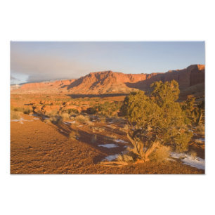 A Utah Juniper Juniperus osteosperma) tree in 2 Photo Print