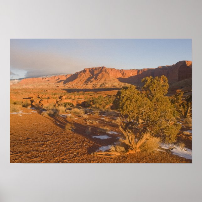 A Utah Juniper Juniperus osteosperma) tree in 2 Poster (Front)