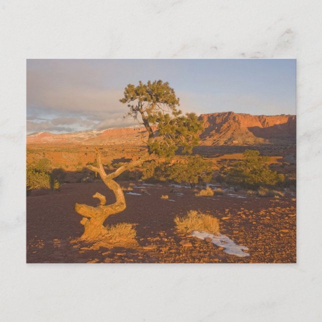 A Utah Juniper Juniperus osteosperma) tree in Postcard (Front)