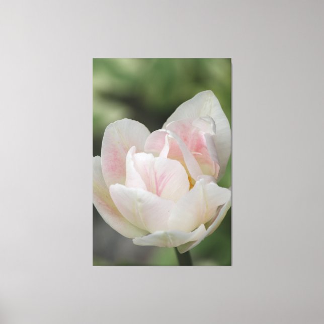 A Varigated Pink Tulip Canvas Print (Front)