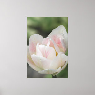 A Varigated Pink Tulip Canvas Print