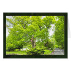 A Venerable Old Pin Oak Tree