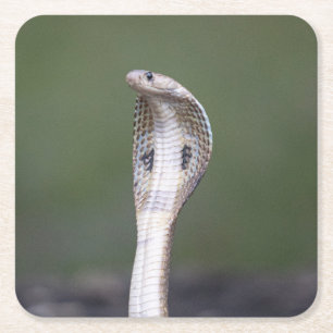 A Venomous Cobra Snake Square Paper Coaster