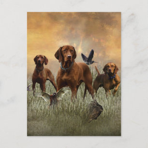 A versatile aristocrat in the Hungarian Vizsla Holiday Postcard