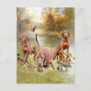 A versatile aristocrat in the Hungarian Vizsla Holiday Postcard