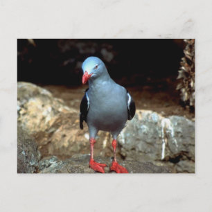 a very colour full pidgeon with red feet postcard