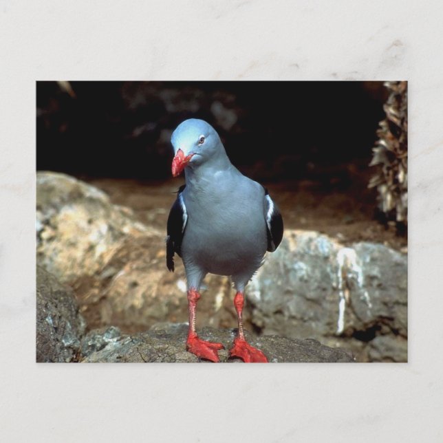 a very colour full pidgeon with red feet postcard (Front)