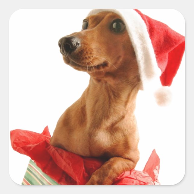 A very Doxie Christmas Square Sticker (Front)