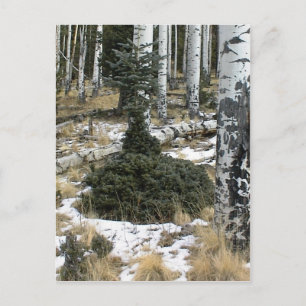 A Very Odd Blue Spruce Normal At The Top But Bush Postcard
