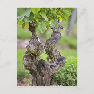 A very old vine in the Clos de l'Echo vineyard Postcard