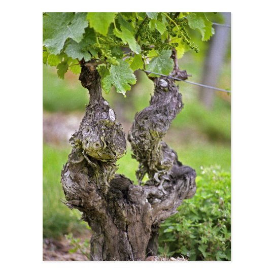 A very old vine in the Clos de l'Echo vineyard Postcard