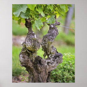 A very old vine in the Clos de l'Echo vineyard Poster