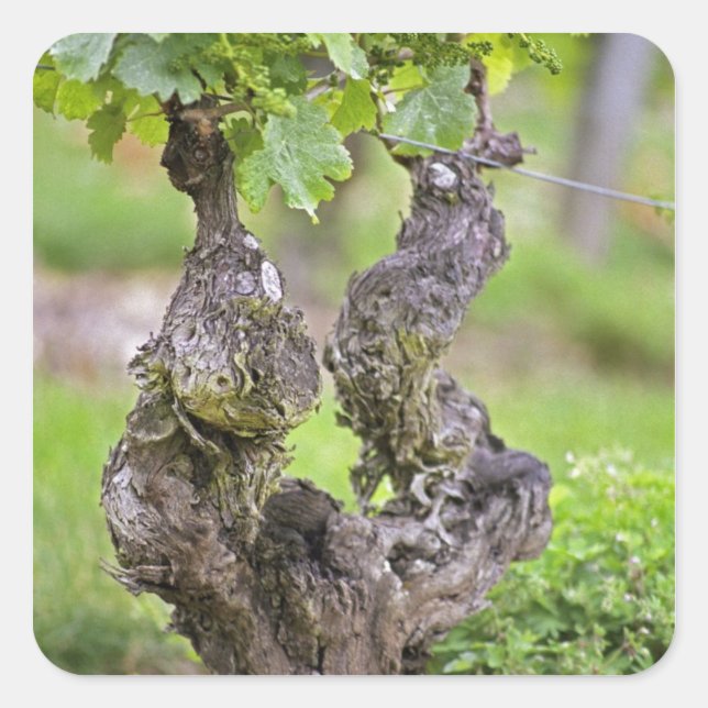 A very old vine in the Clos de l'Echo vineyard Square Sticker (Front)