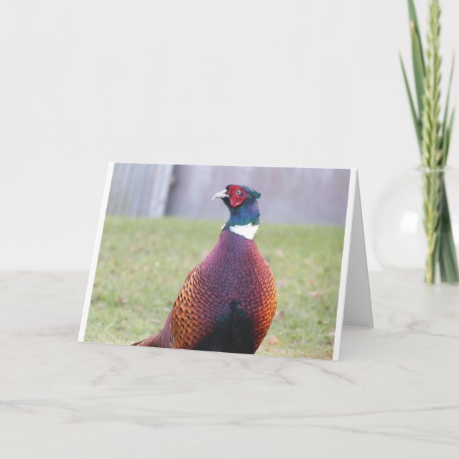 A Very Pleasant Pheasant Greetings Card (Front)