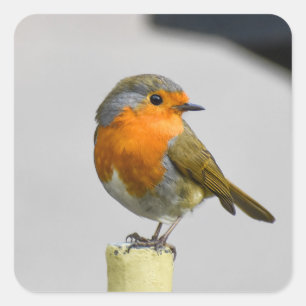A Very Stunning Robin  Square Sticker