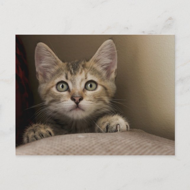 A Very Sweet Tabby Kitten Postcard (Front)