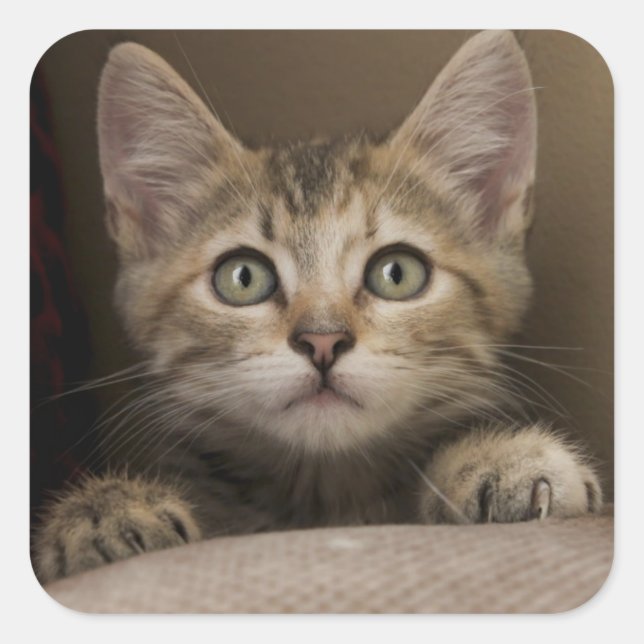 A Very Sweet Tabby Kitten Square Sticker (Front)