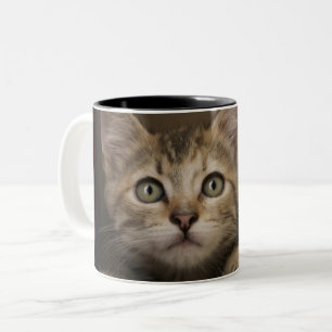 A Very Sweet Tabby Kitten Two-Tone Coffee Mug
