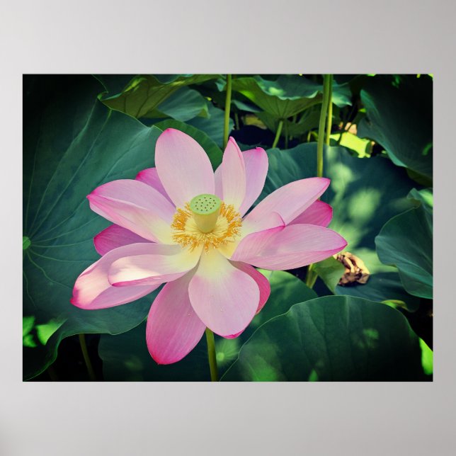 A vibrant lotus flower poster (Front)