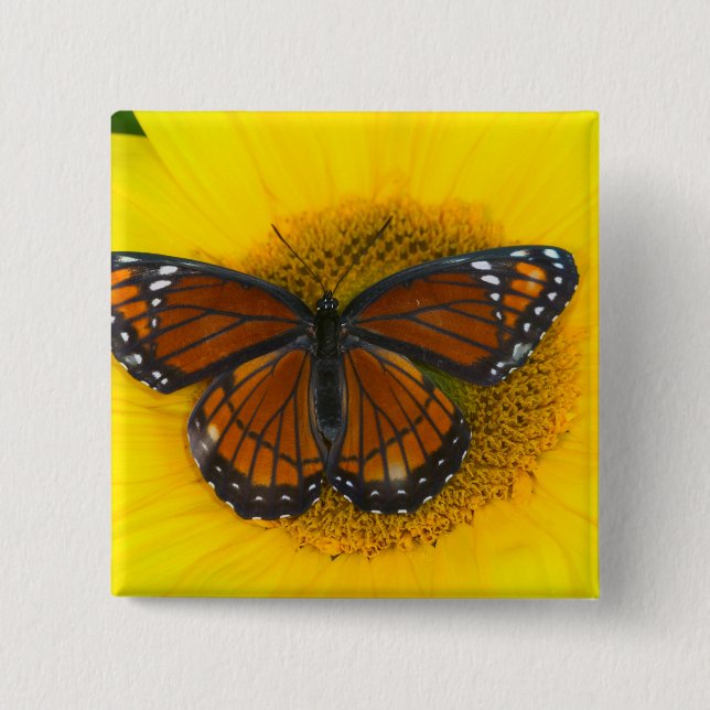 A Viceroy Butterfly | Limenitis Archippus 15 Cm Square Badge (Front)