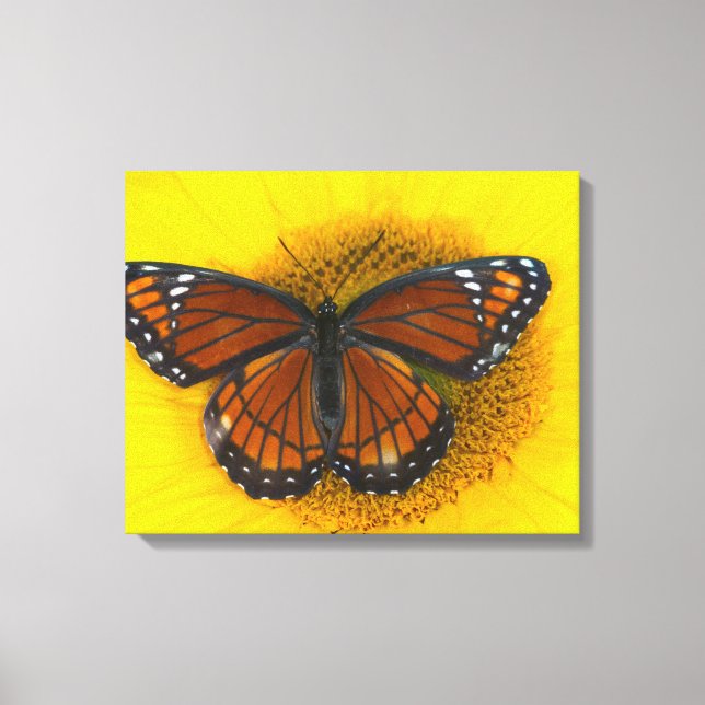 A Viceroy Butterfly | Limenitis Archippus Canvas Print (Front)