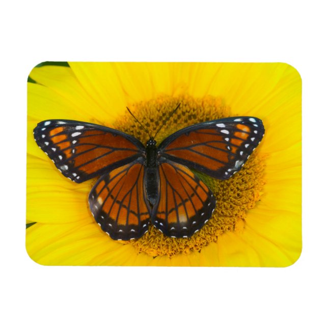 A Viceroy Butterfly | Limenitis Archippus Magnet (Horizontal)