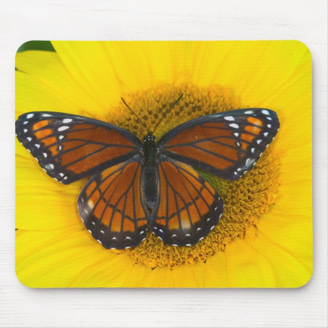 A Viceroy Butterfly | Limenitis Archippus Mouse Mat (Front)