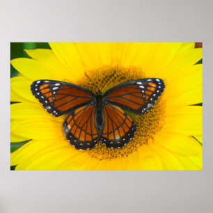 A Viceroy Butterfly Limenitis Archippus Poster