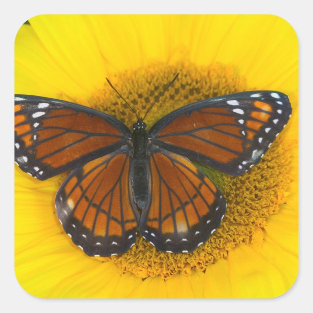 A Viceroy Butterfly | Limenitis Archippus Square Sticker (Front)