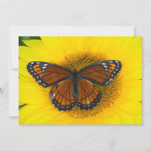 A Viceroy Butterfly   Limenitis Archippus Thank You Card