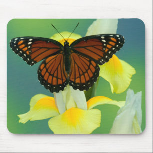A Viceroy Butterfly on a Yellow Japanese Iris Mouse Mat