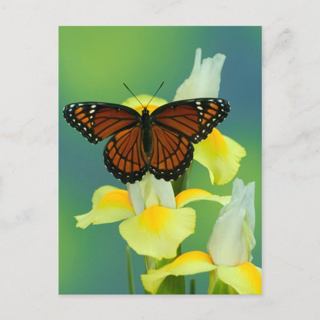A Viceroy Butterfly on a Yellow Japanese Iris Postcard (Front)