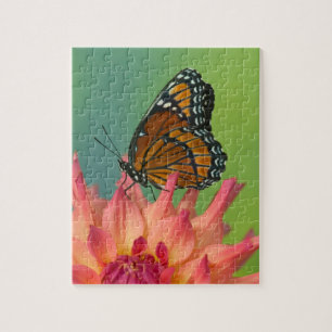 A Viceroy Butterfly on a Zinnia Jigsaw Puzzle