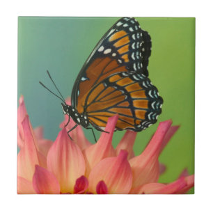 A Viceroy Butterfly on a Zinnia Tile