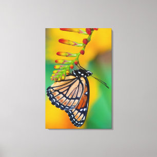 A Viceroy Butterfly on Flowers Canvas Print