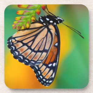 A Viceroy Butterfly on Flowers Coaster
