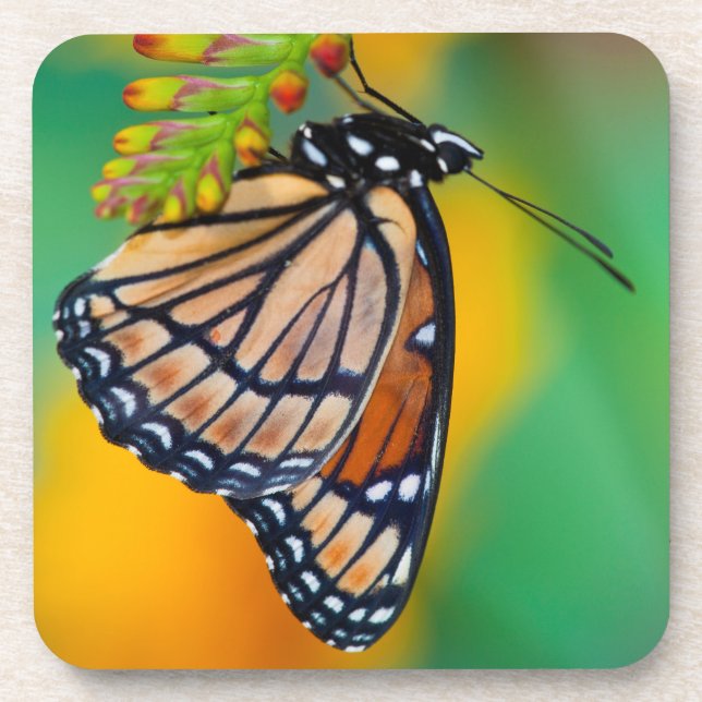 A Viceroy Butterfly on Flowers Coaster (Front)