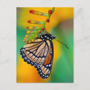A Viceroy Butterfly on Flowers Postcard