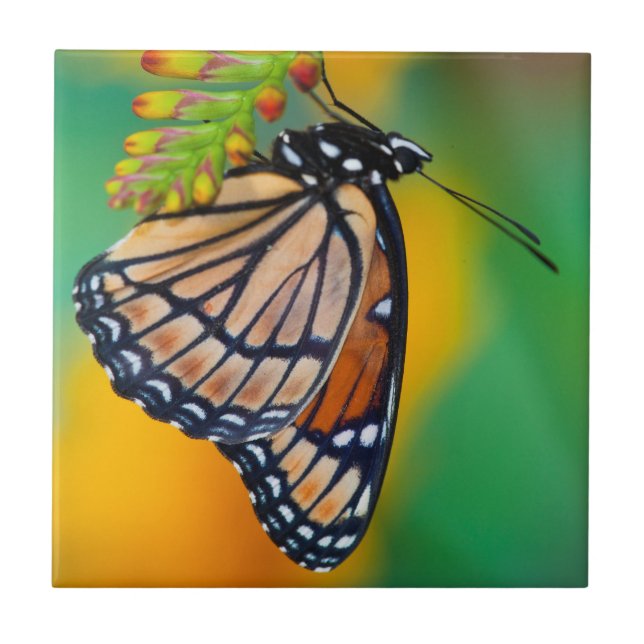 A Viceroy Butterfly on Flowers Tile (Front)